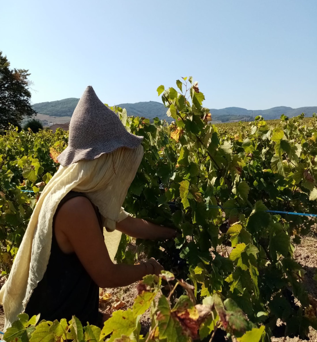 vendanges 2019