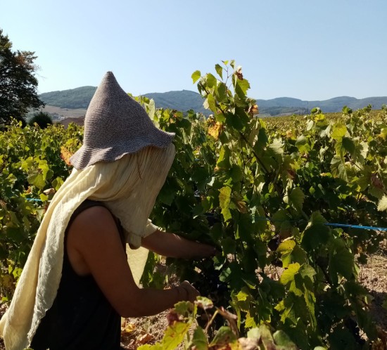 vendanges 2019